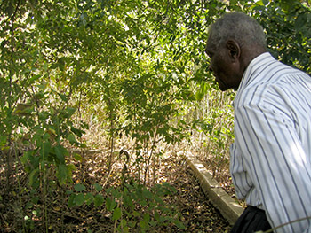 A man observes an overgrown cemetery