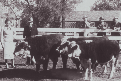 Rayburn with Herefords