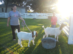 Volunteers with farm animals