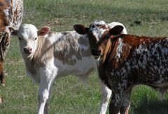 White-spotted calf and brown-spotted calf