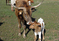 Longhorn and calf