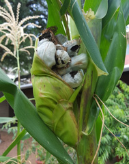 “Corn smut” or huitlacoche.