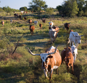 Texas Longhorns run outside. Hook'em horns.