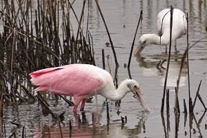 pink wading bird (roseate spoonbill) standing in shallow water