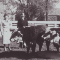 Sam Rayburn with Hereford cattle