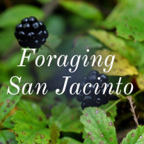 picture of wild blackberries. Text reads: Foraging San Jacinto