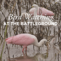 roseate spoonbill and white ibis feed in shallow water - text says Bird Watching at the Battleground