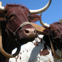 Oxen wearing a yoke for plowing,