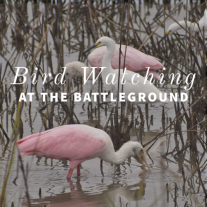 roseate spoonbill and white ibis feed in shallow water - text says Bird Watching at the Battleground