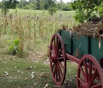 Harvesting corn fodder in a green wagon